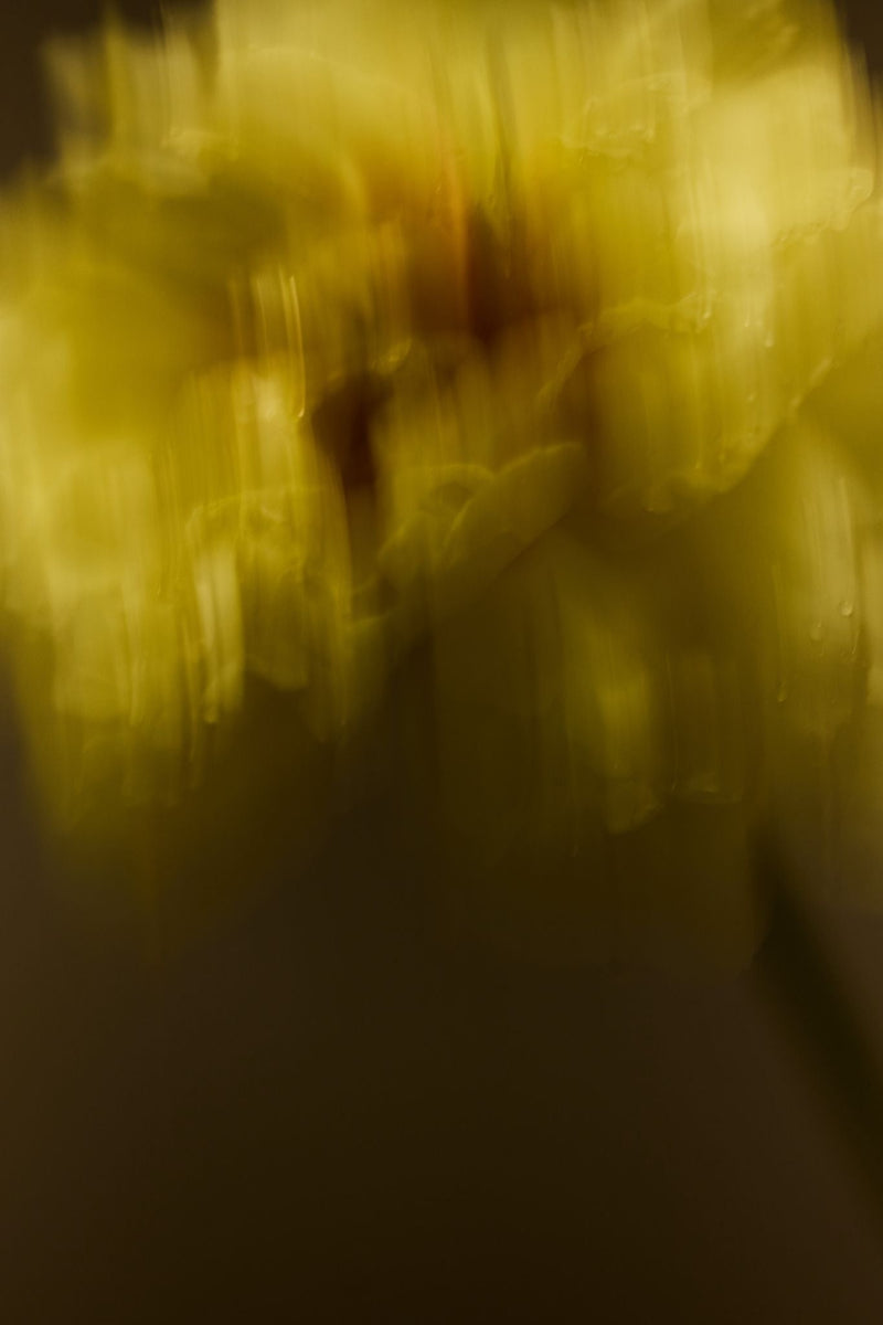 blurry yellow flower